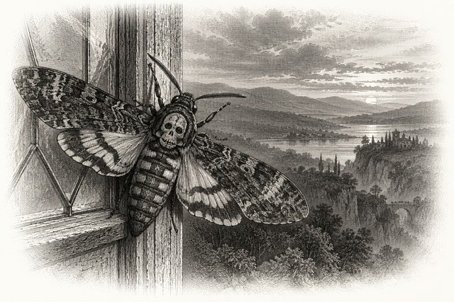 A deaths-head hawkmoth on a window thread, its tiny form enlarged in the foreground against a distant hillside.